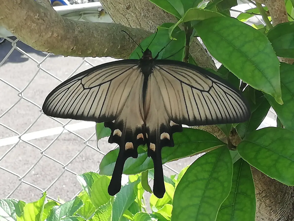 ウマノスズクサ 枝葉1000枚　ジャコウアゲハ幼虫餌　即日発送 ウマノスズクサ 枝葉1000枚 ジャコウアゲハ幼虫餌 即日発送