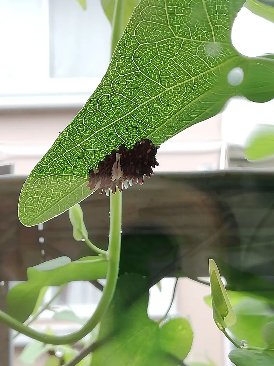 ウマノスズクサ 茎付き葉っぱ 1000枚 ジャコウアゲハ 幼虫 餌 ウマノスズクサ 茎付き葉っぱ 1000枚 ジャコウアゲハ 幼虫 餌