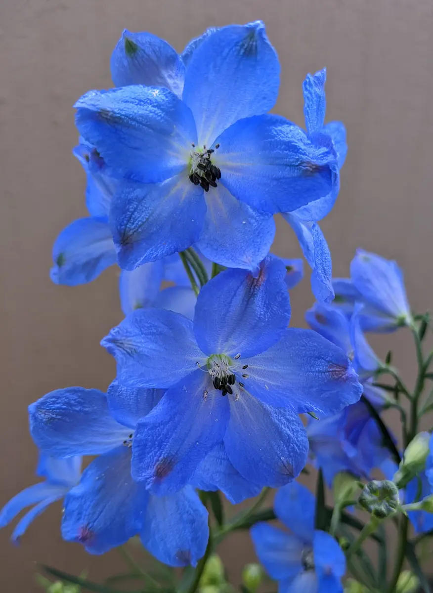 青花系デルフィニウムの種から／苗からベランダ栽培2022-2024｜そだ