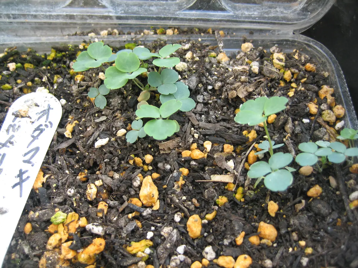 種まきから開花するまでの記録です😎｜そだレポ（栽培レポート）byコウノトリ｜みんなの趣味の園芸