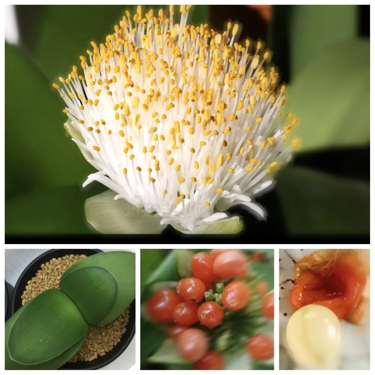 マユハケオモトの種まきにチャレンジ❗｜そだレポ（栽培レポート）by