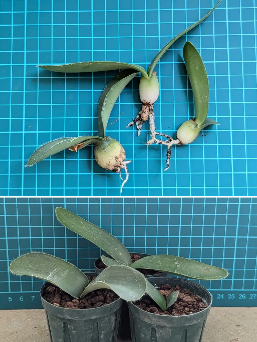 マユハケオモトの種まきにチャレンジ❗｜そだレポ（栽培レポート）by