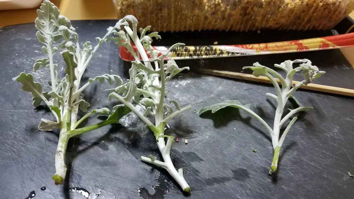 冬越し3年目のシロタエギク 挿し芽で増やす|そだレポ(栽培 冬越し3年目のシロタエギク 挿し芽で増やす|そだレポ(栽培