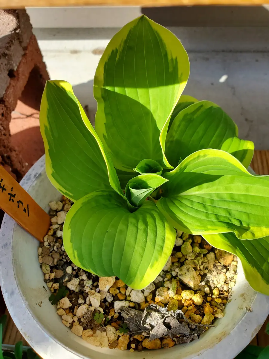 ギボウシ株分けしてみる｜そだレポ（栽培レポート）by通りすぎる猫