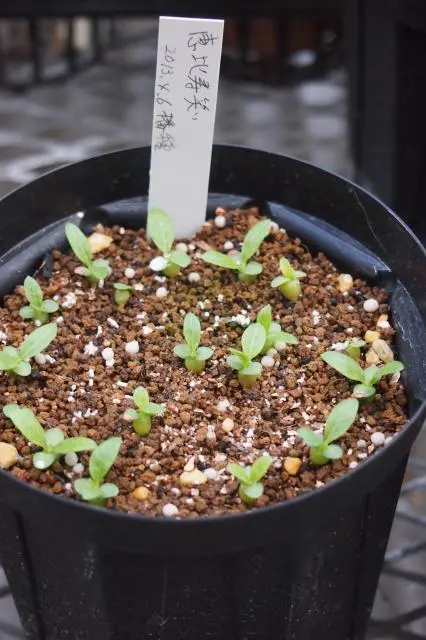 種蒔きと発芽｜そだレポ（栽培レポート）by種蒔き病人｜みんなの趣味の園芸