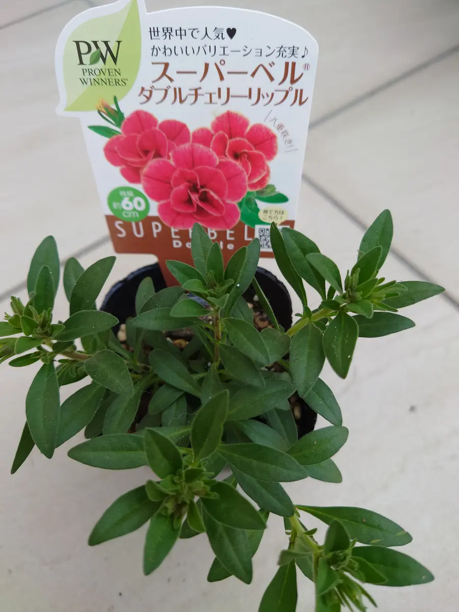 🔚カリブラコアスーパーベルダブルチェリーリップル｜そだレポ（栽培レポート）byNash｜みんなの趣味の園芸