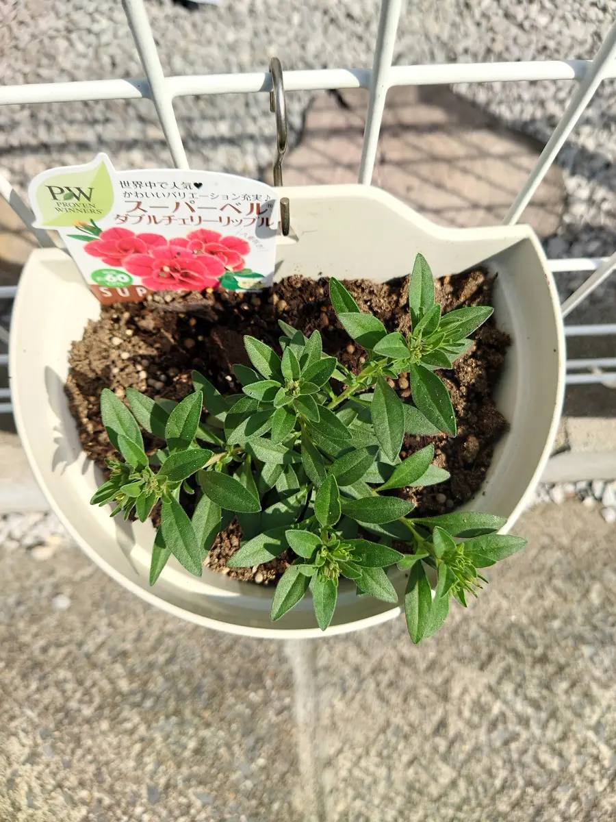 2022年4月10日「🔚カリブラコアスーパーベルダブルチェリーリップル」-そだレポ｜みんなの趣味の園芸