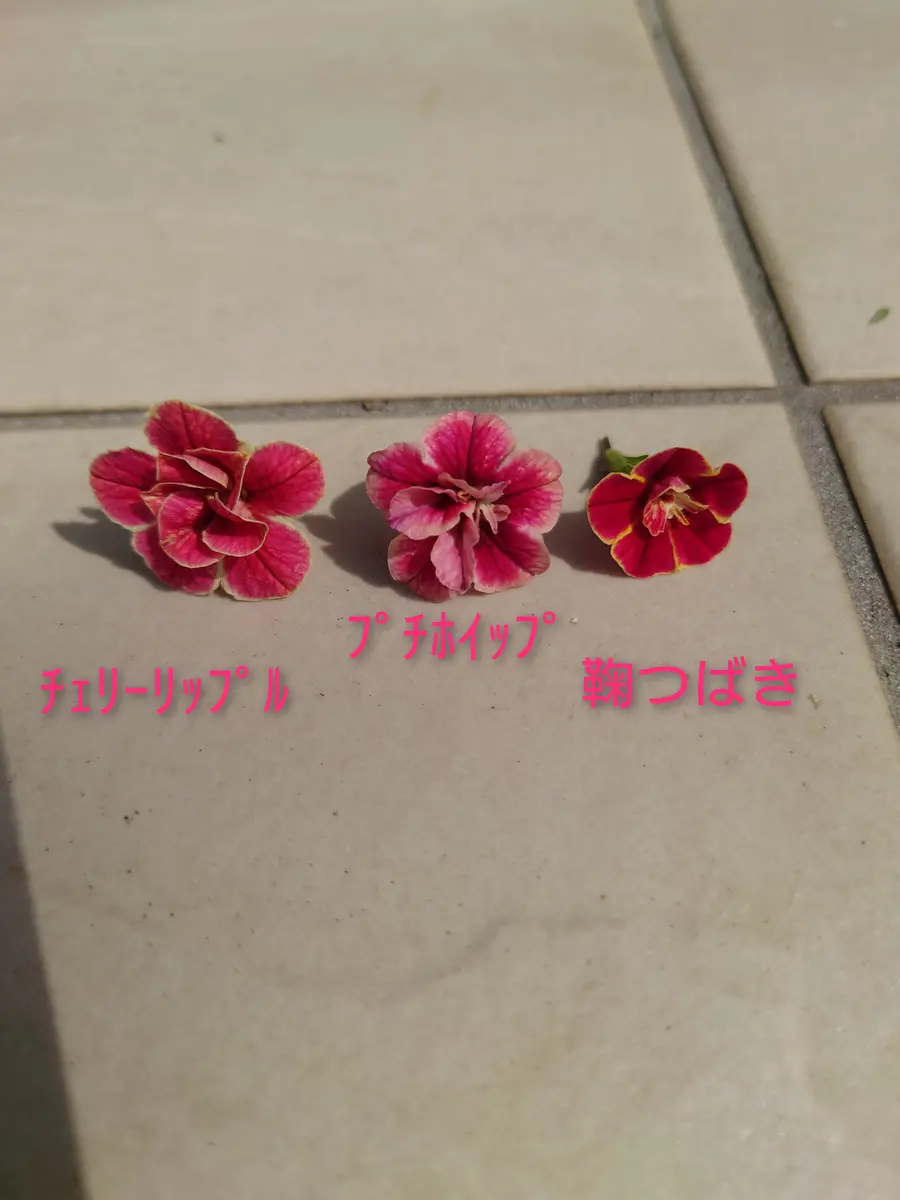 🔚カリブラコアスーパーベルダブルチェリーリップル｜そだレポ（栽培レポート）byNash｜みんなの趣味の園芸