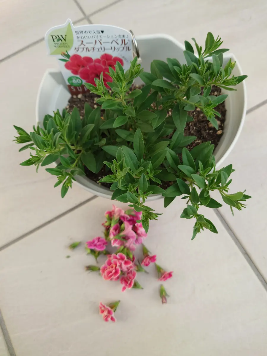 🔚カリブラコアスーパーベルダブルチェリーリップル｜そだレポ（栽培レポート）byNash｜みんなの趣味の園芸