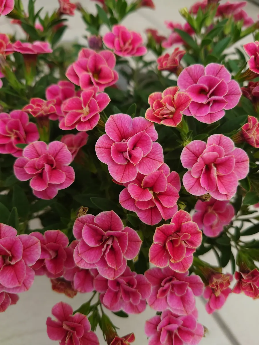 🔚カリブラコアスーパーベルダブルチェリーリップル｜そだレポ（栽培レポート）byNash｜みんなの趣味の園芸