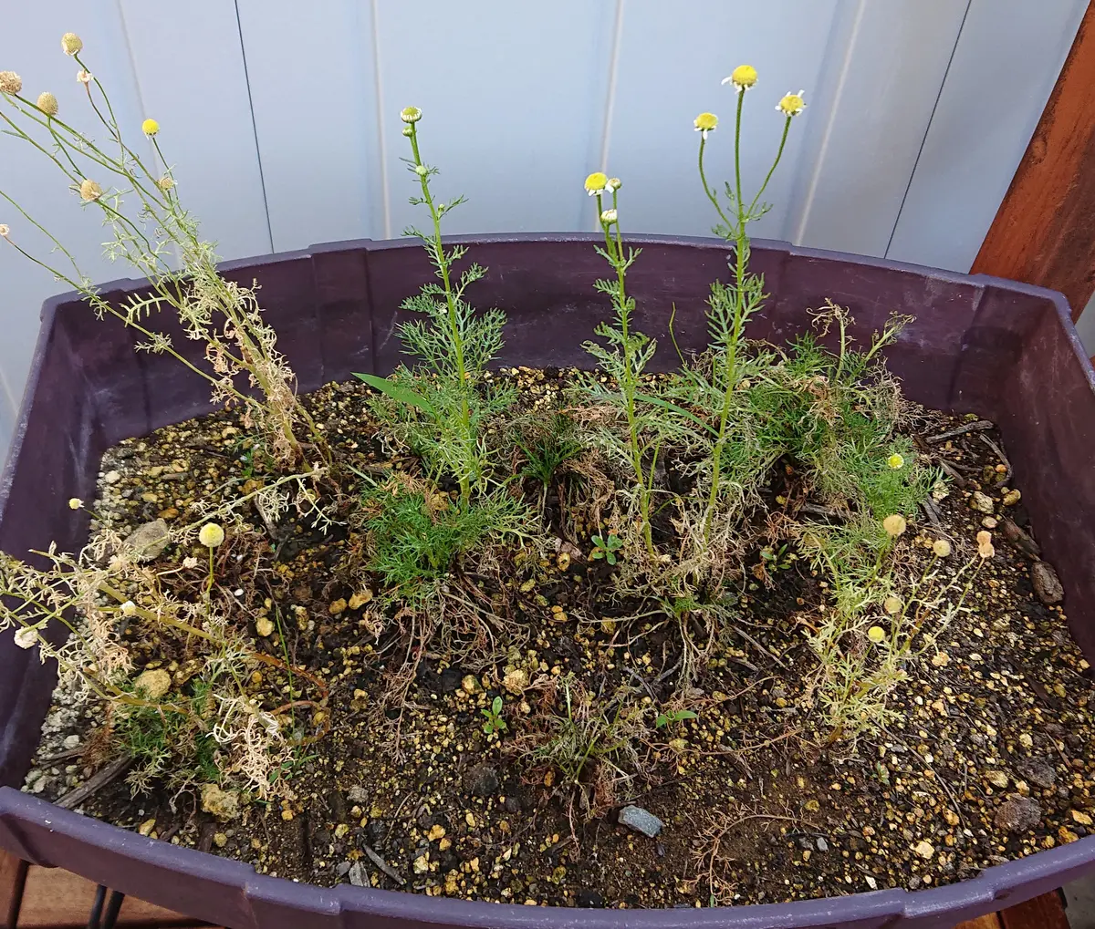 カモミールを種から✨｜そだレポ（栽培レポート）by*sayu*｜みんなの