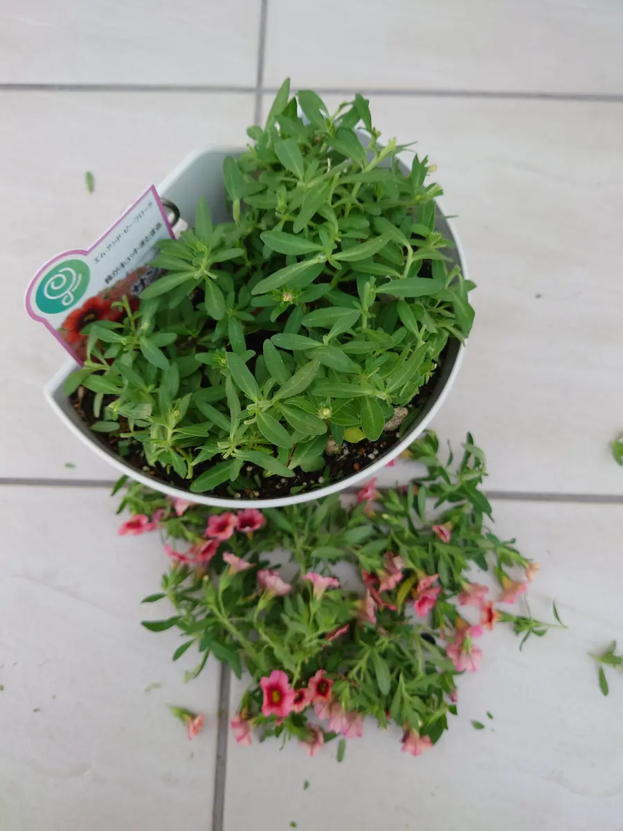 🔚カリブラコアサンバ(オレンジキッス)｜そだレポ（栽培レポート