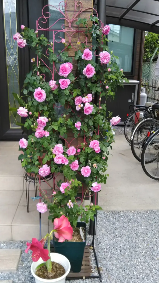 香りのバラ｜そだレポ（栽培レポート）byささたん｜みんなの趣味の園芸