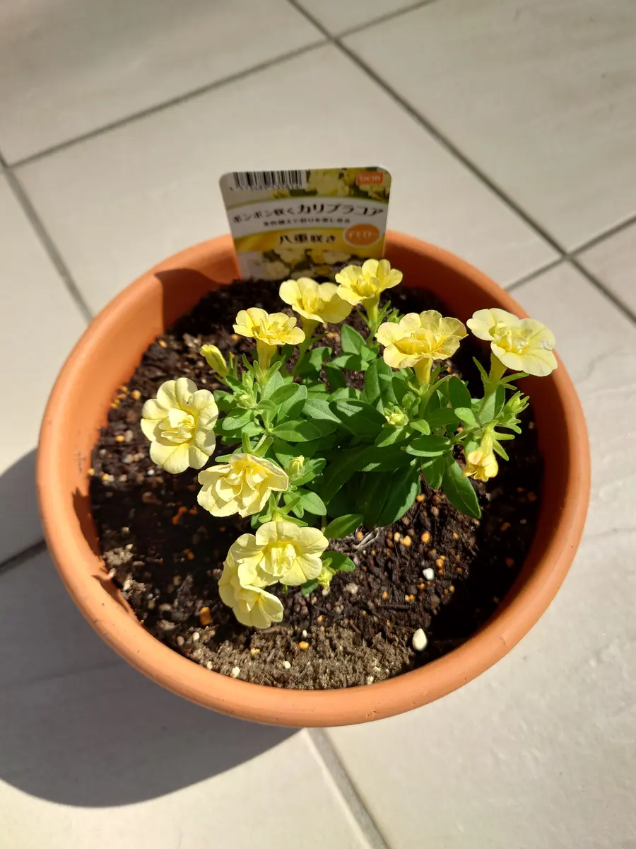 🔚ポンポン咲くカリブラコア八重咲き(イエロー)｜そだレポ（栽培