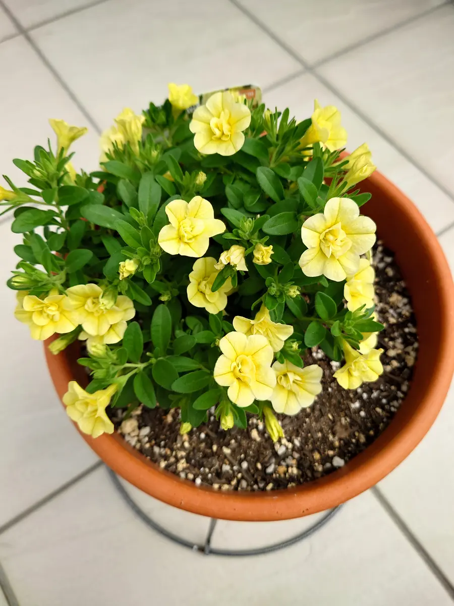 🔚ポンポン咲くカリブラコア八重咲き(イエロー)｜そだレポ（栽培