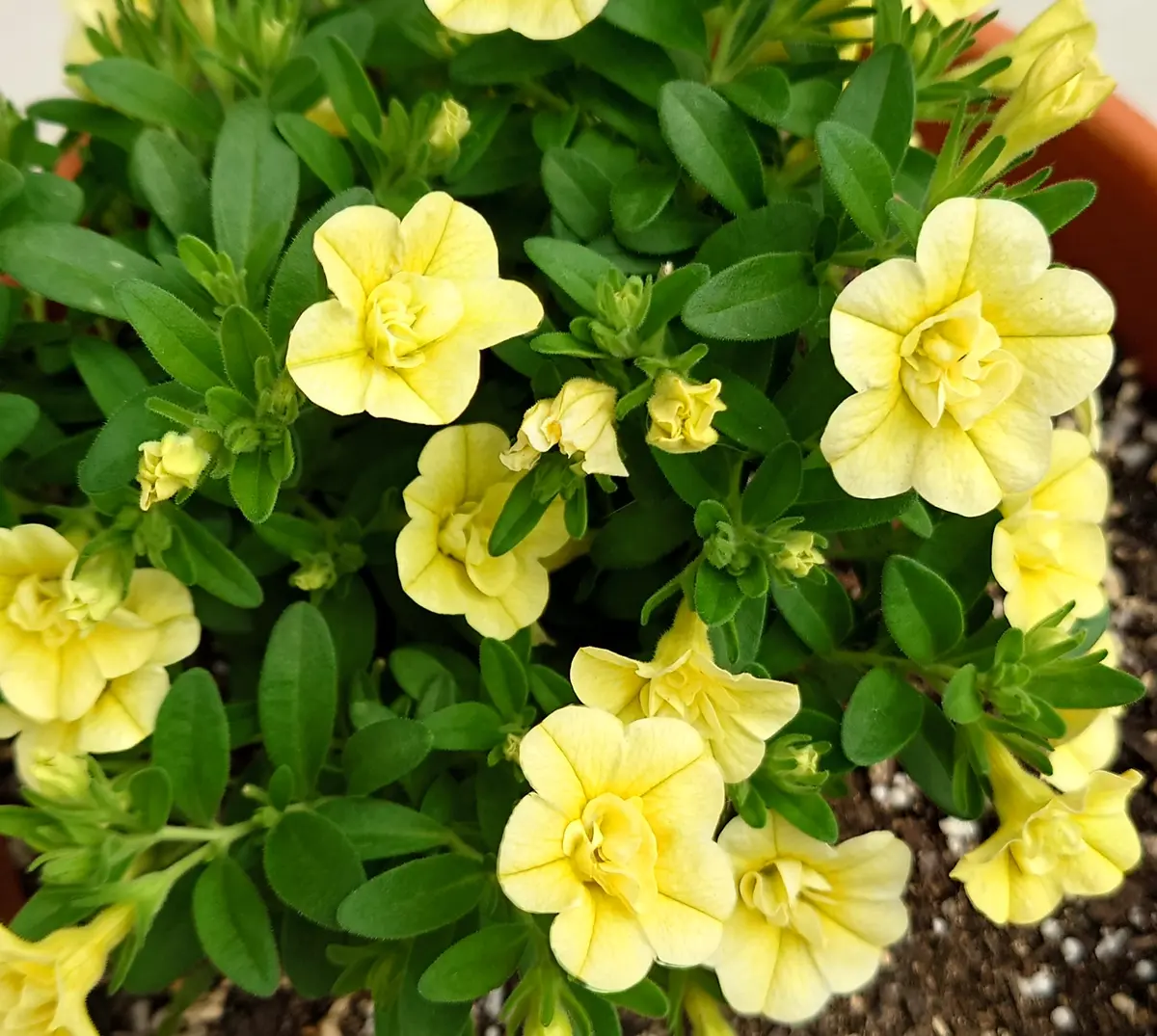 🔚ポンポン咲くカリブラコア八重咲き(イエロー)｜そだレポ（栽培
