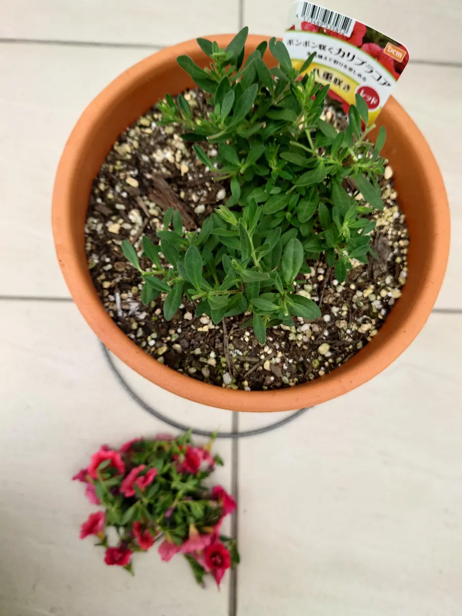 🔚ポンポン咲くカリブラコア八重咲き(レッド)｜そだレポ（栽培レポート