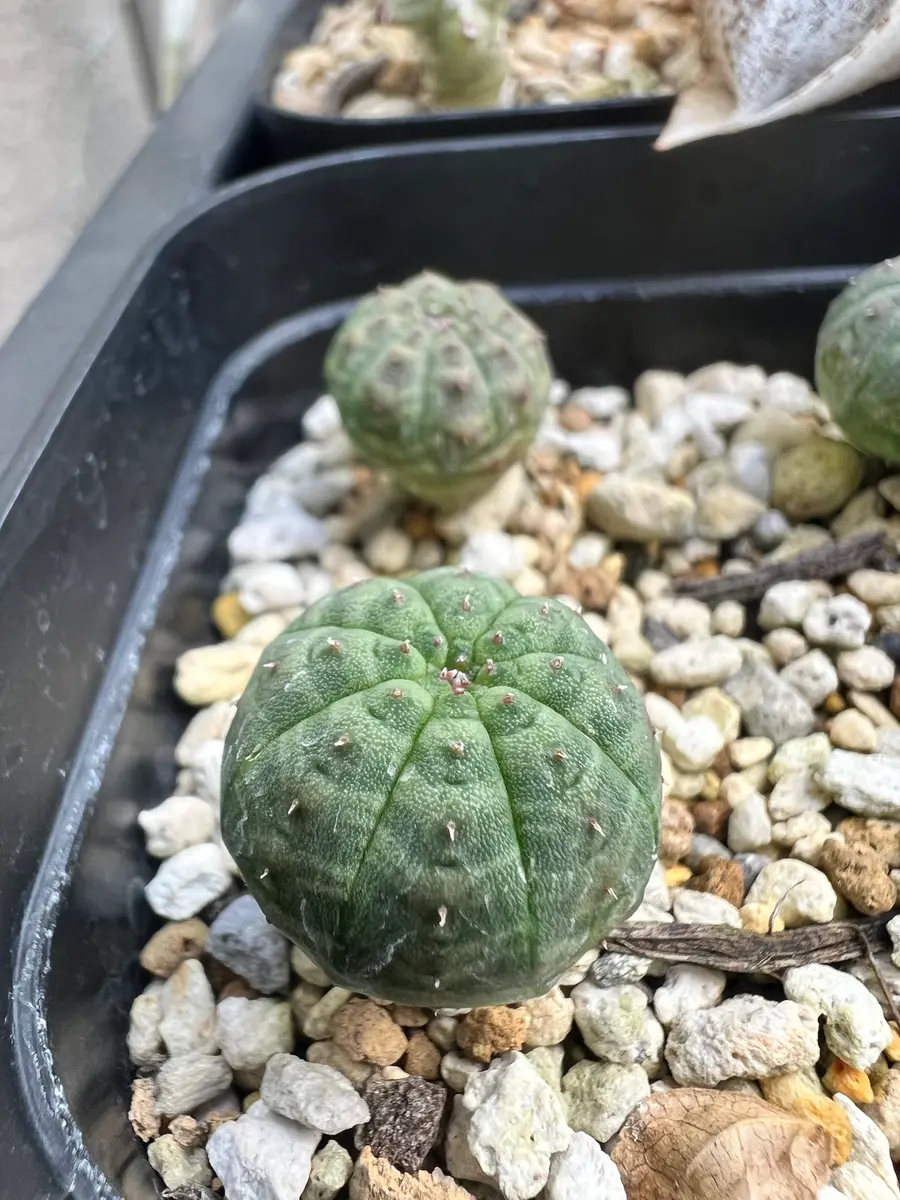 イ*キ様 特選ユーフォルビア デセプタ/Euphorbia decepta/種子 No.346 特選 ユーフォルビア デセプタ/Euphorbia decepta/希少