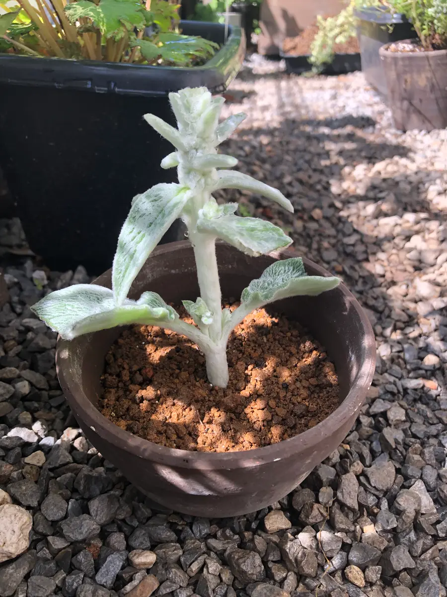 5日目 復活の兆し「ラムズイヤー 挿し木で増やしてみる」-そだレポ