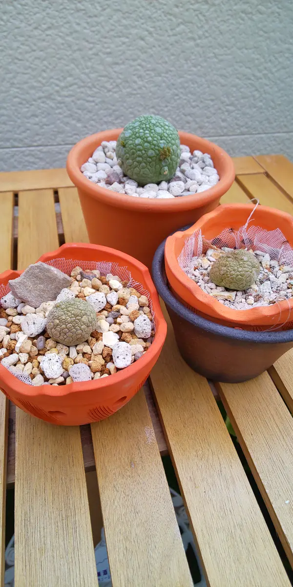 プセウドリトス ミギウルティヌス 鉢植え（大株） - 13 プセウドリトス ミギウルティヌス 鉢植え（大株） - 13 塊根植物