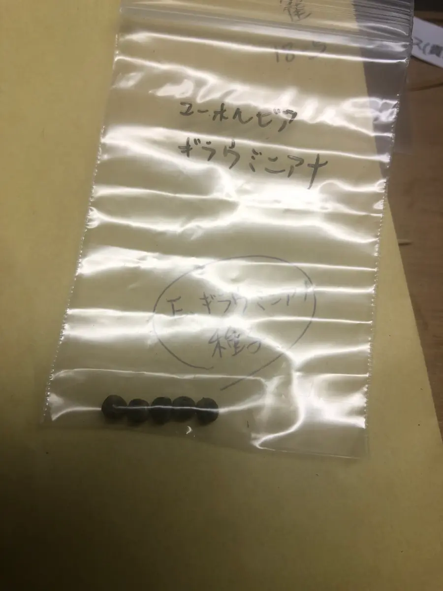 ユーフォルビア・ギラウミニアを種子から育てる‼️｜そだレポ（栽培