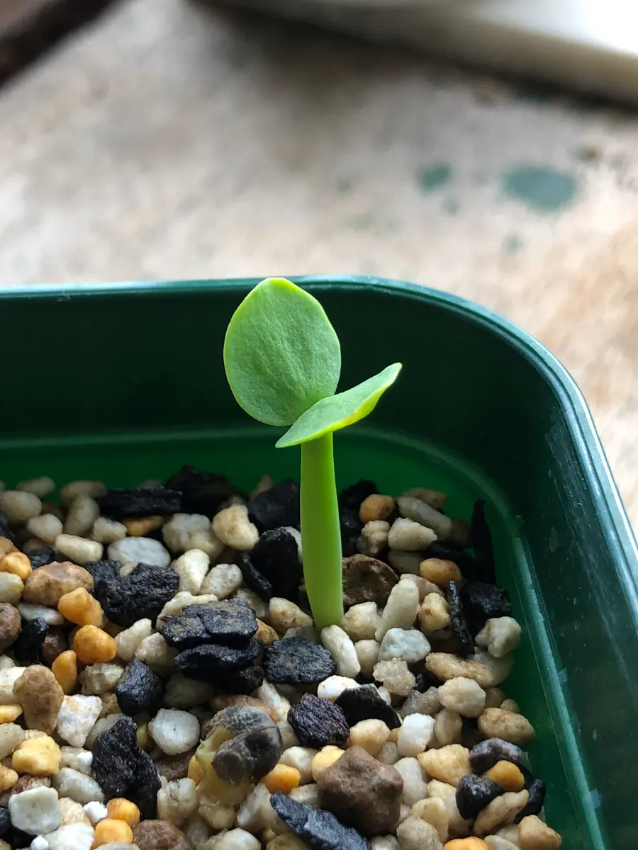 ユーフォルビア・ギラウミニアを種子から育てる‼️｜そだレポ（栽培