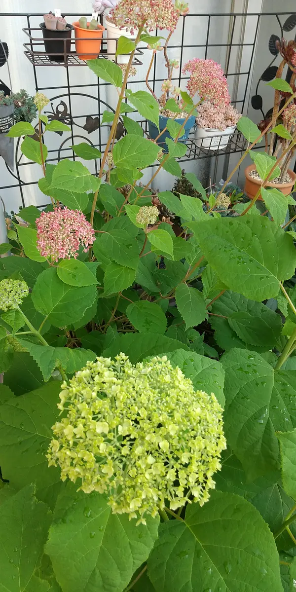 今年もお気に入りアナベル｜そだレポ（栽培レポート）byやぁこ