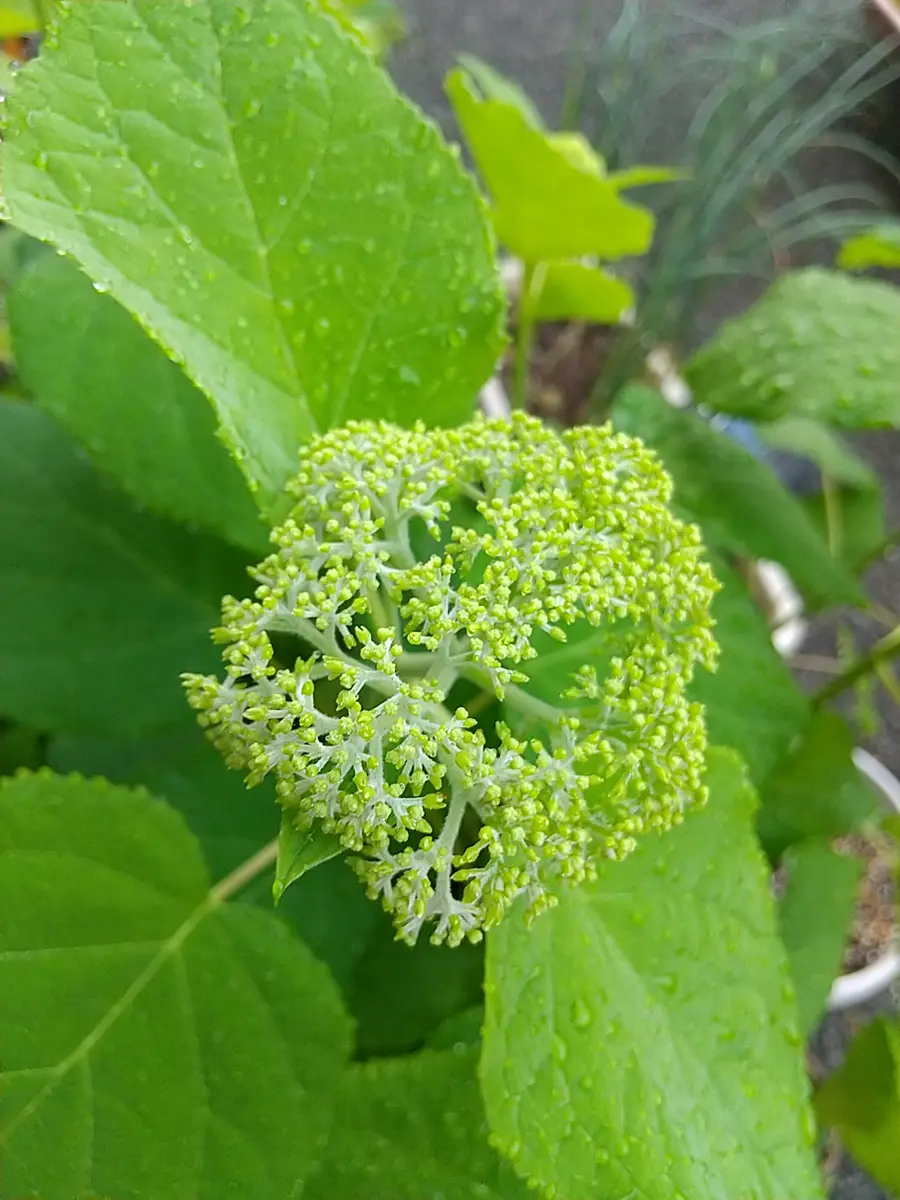 今年もお気に入りアナベル｜そだレポ（栽培レポート）byやぁこ