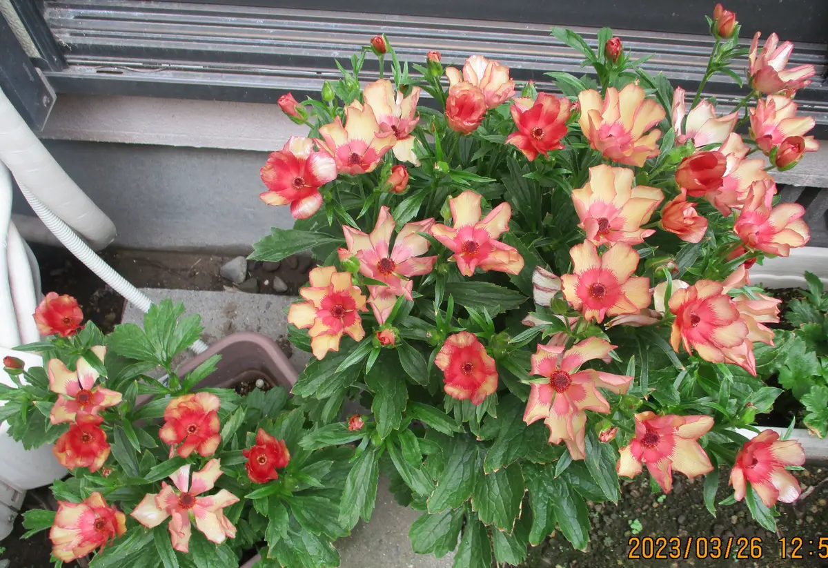 2022/2～2023年まで ラックス・テセウス｜そだレポ（栽培