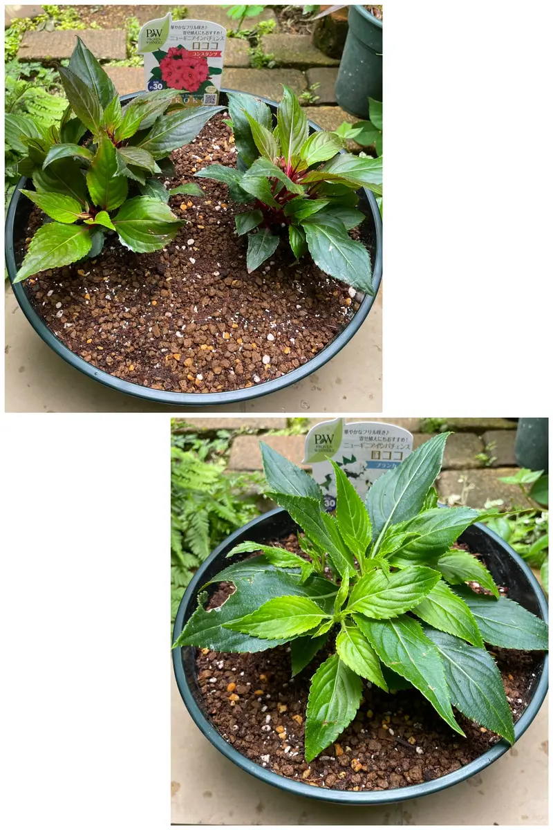 日照3〜4hの庭でニューギニアインパチェンスを花一杯に育てる