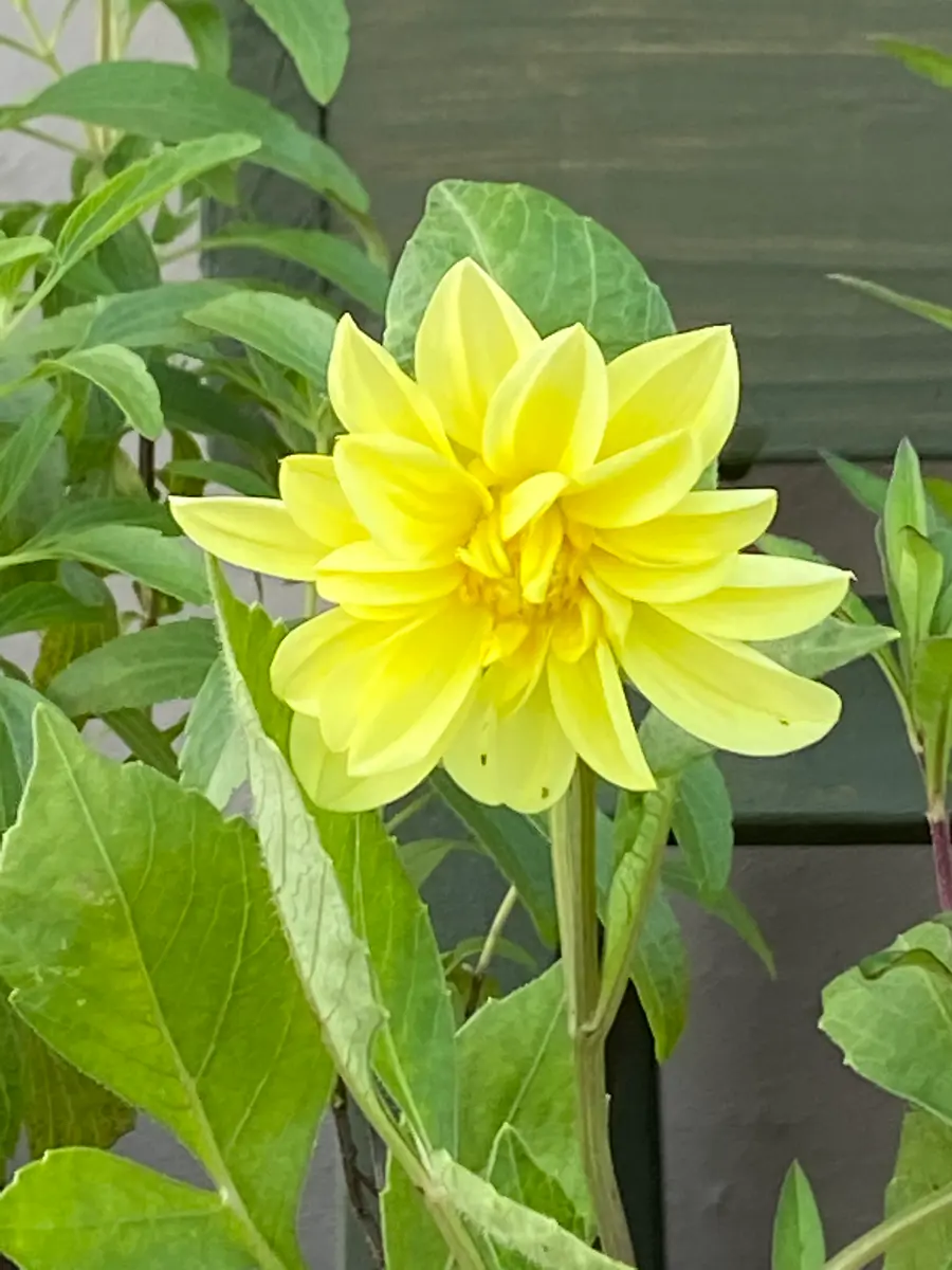 開花】サルビアと寄せ植えした子「【種から】ダリア 2022」-そだレポ
