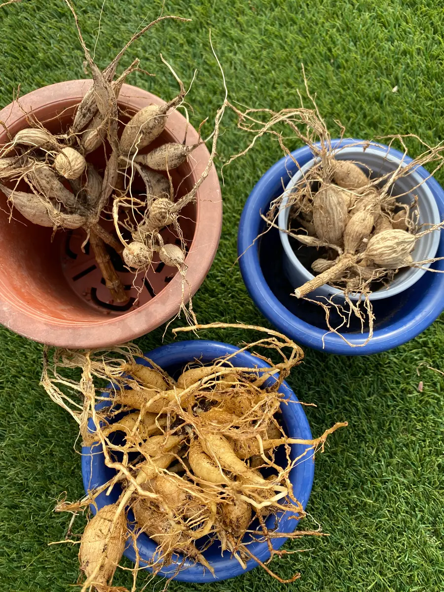 球根掘り上げ】感無量😭「【種から】ダリア 2022」-そだレポ｜みんなの