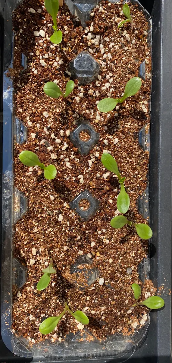 種から】ダリア 2022｜そだレポ（栽培レポート）byまいん｜みんなの