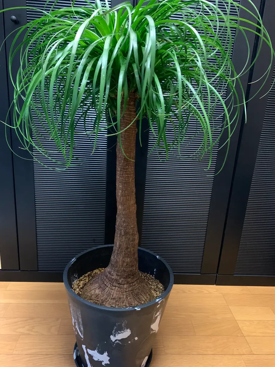 トックリラン植え替え日記｜そだレポ（栽培レポート）by☆ファンタ