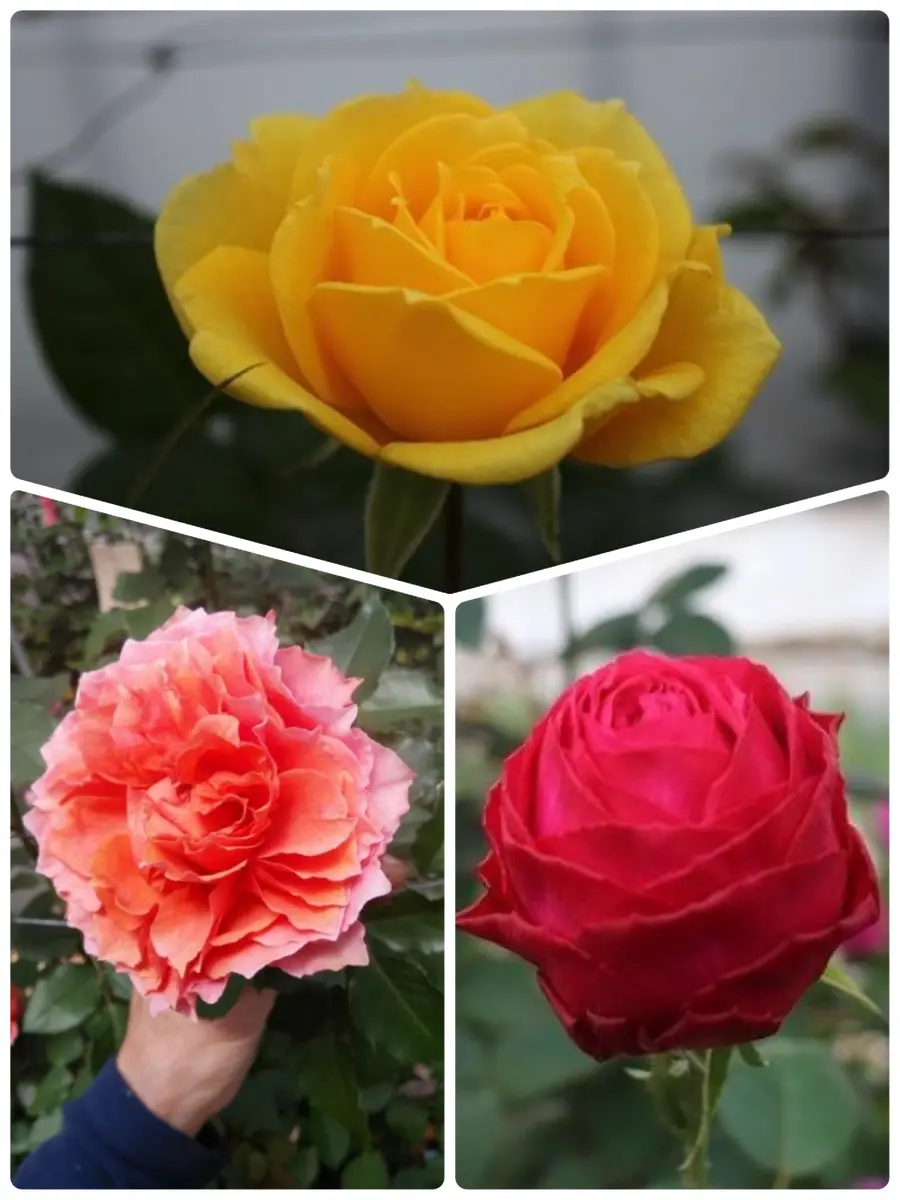 切りバラ品種のバラに挑戦｜そだレポ（栽培レポート）byKatz/cat