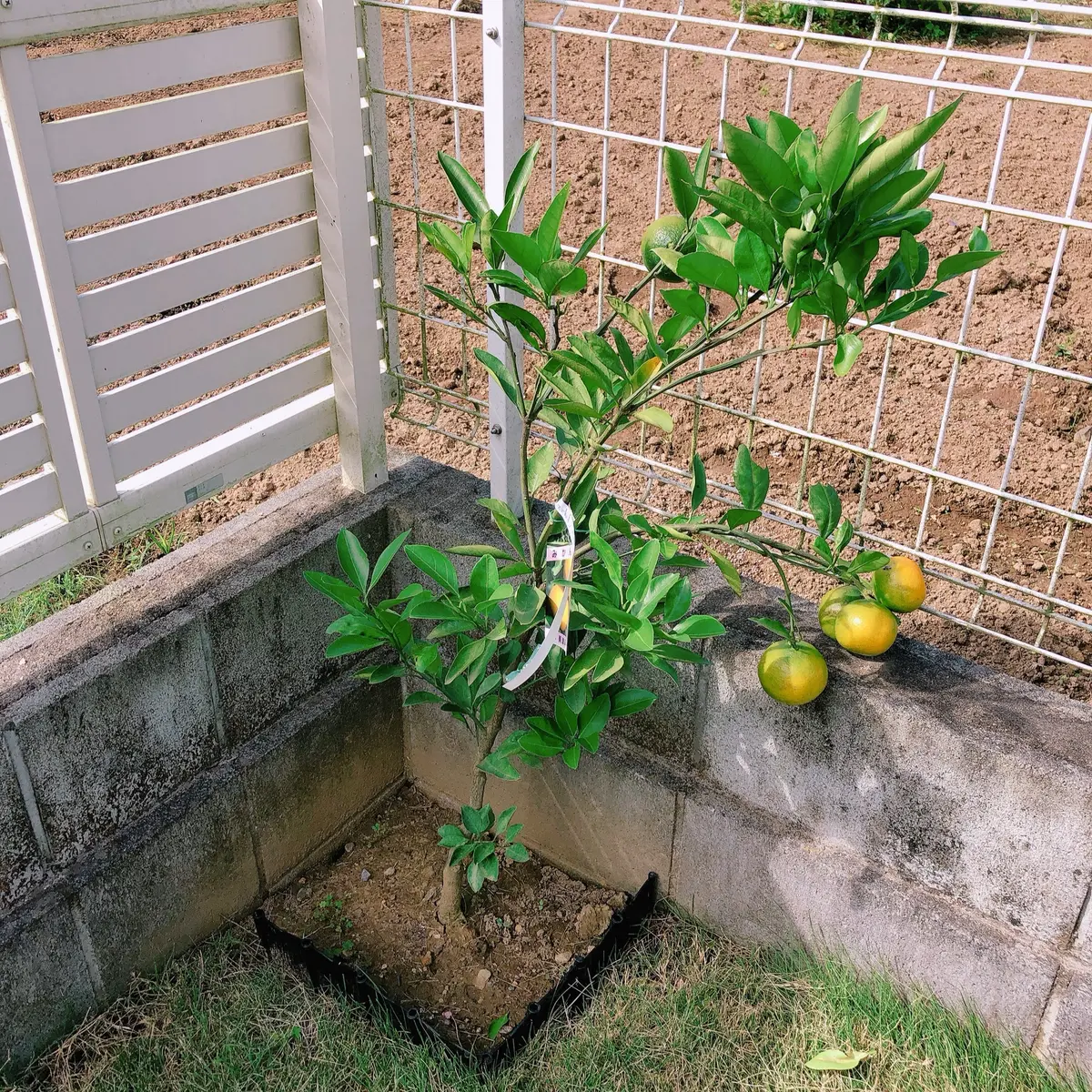 みかん(興津早生)成長記録｜そだレポ（栽培レポート）byゆっち