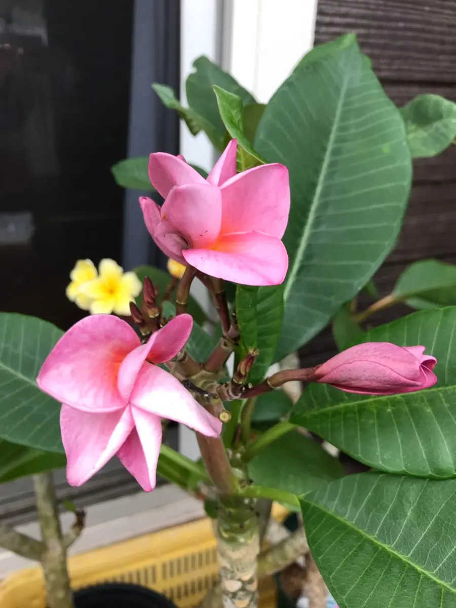 プルメリアをタネから育てる！｜そだレポ（栽培レポート）byKeiGarden