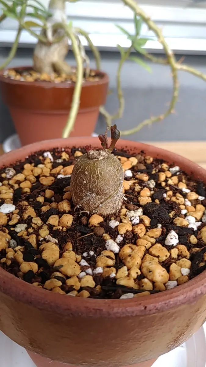 タリナム・カフルム実生#2｜そだレポ（栽培レポート）byTripleMellow