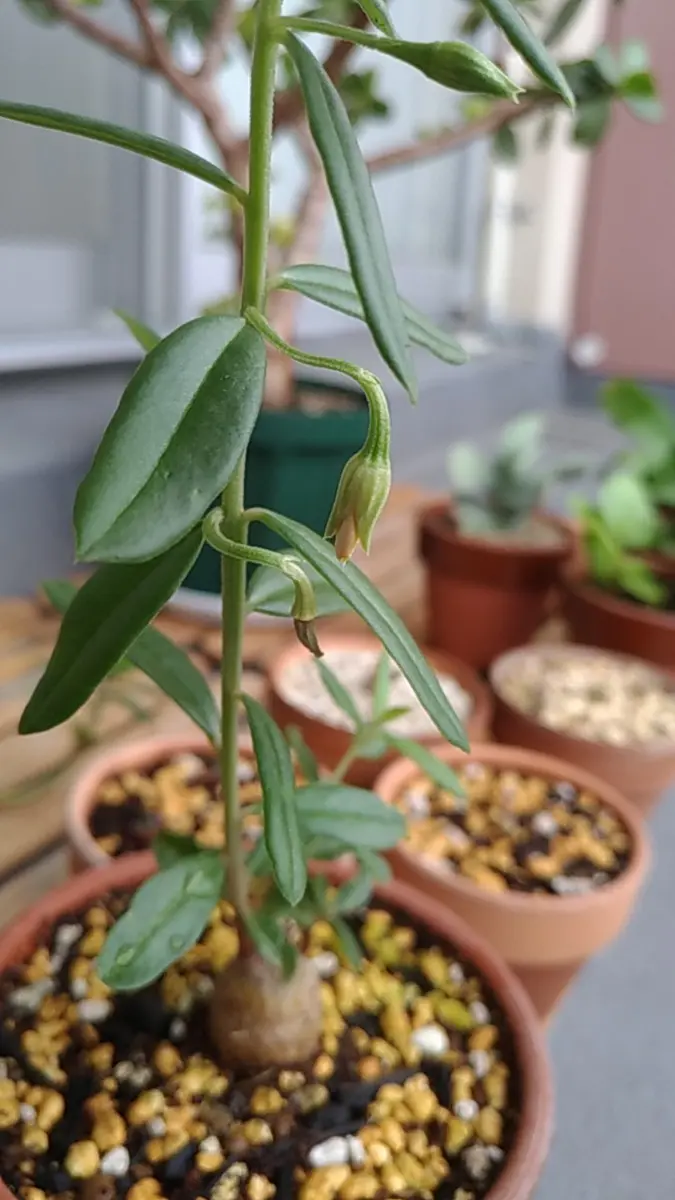 タリナム・カフルム実生#2｜そだレポ（栽培レポート）byTripleMellow