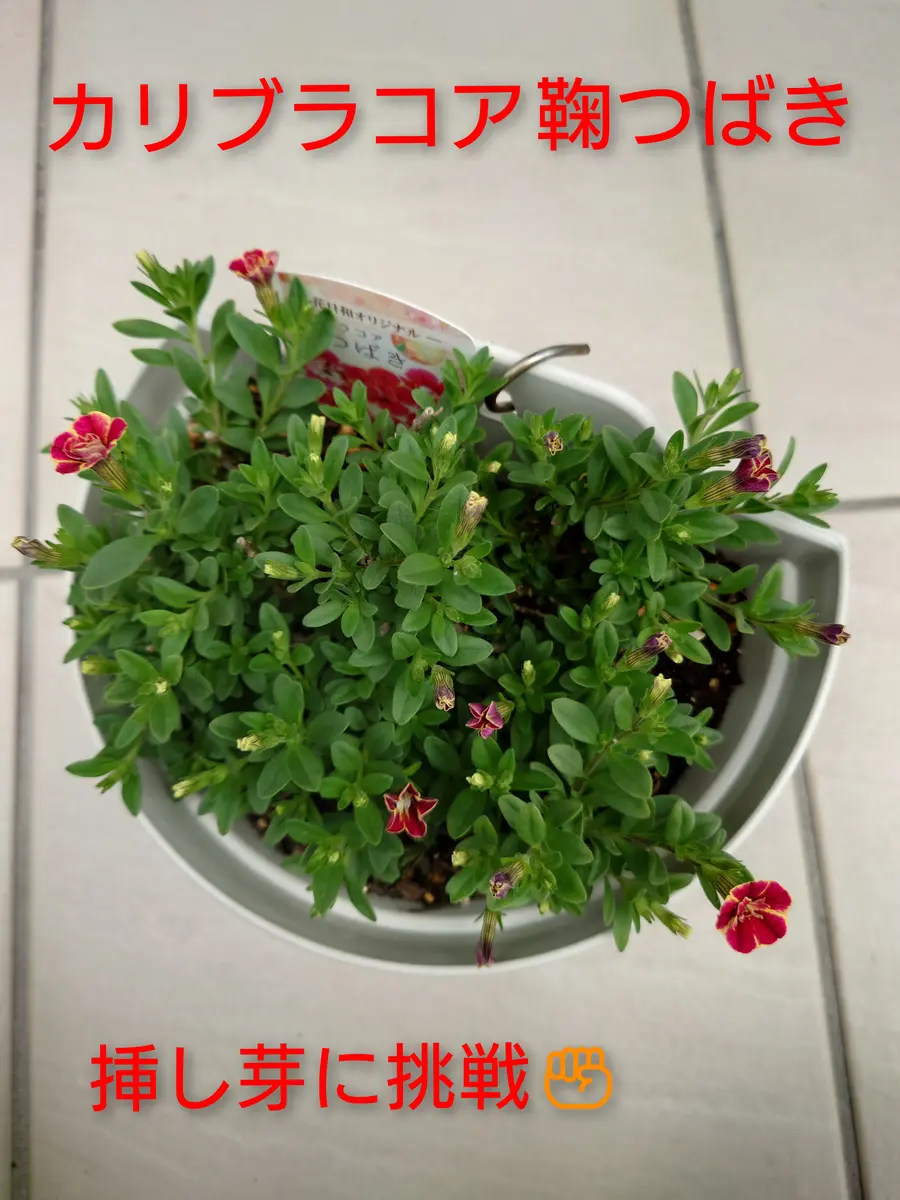 挿し芽】カリブラコア鞠つばき｜そだレポ（栽培レポート）byNash
