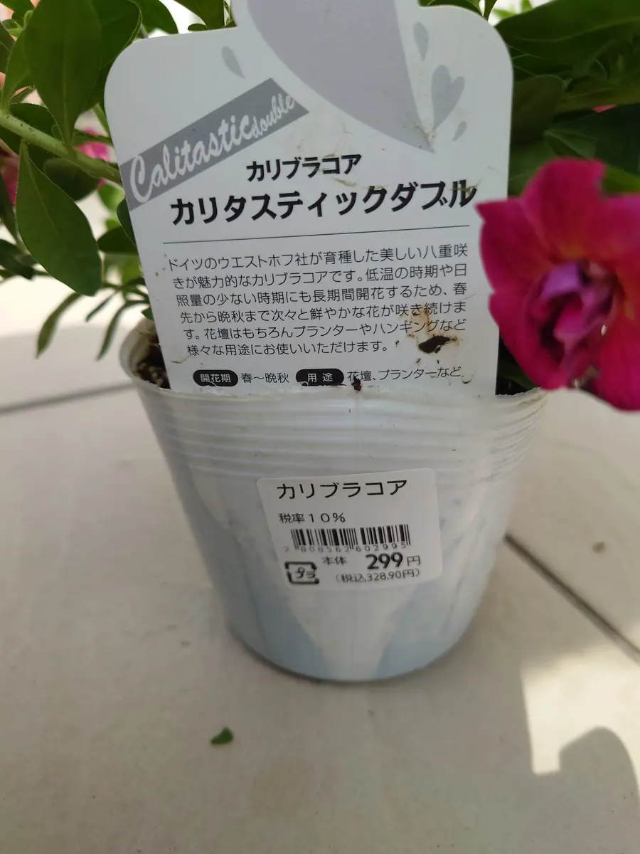 🔚カリブラコアカリタスティックダブル｜そだレポ（栽培レポート