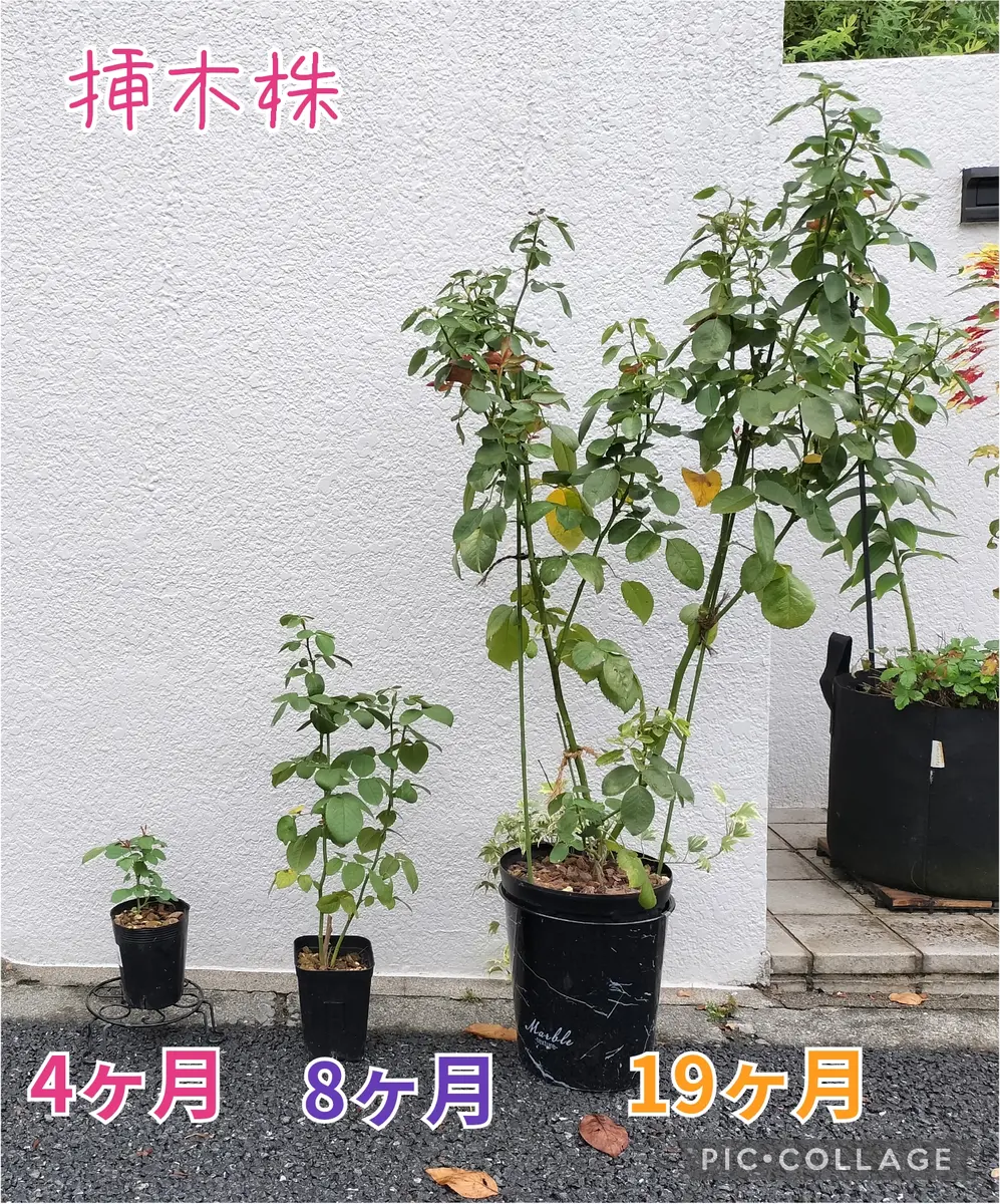 F-1983 新品 ヒップアップガード Lブラック 2枚入り 投稿詳細｜MOTOCLE