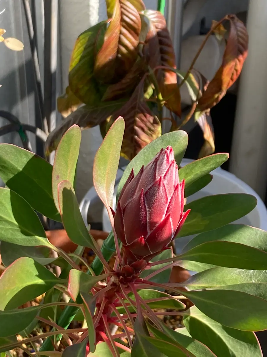 プロテア リトルプリンス 花芽3つ 苗 （咲いてくれてありがとう