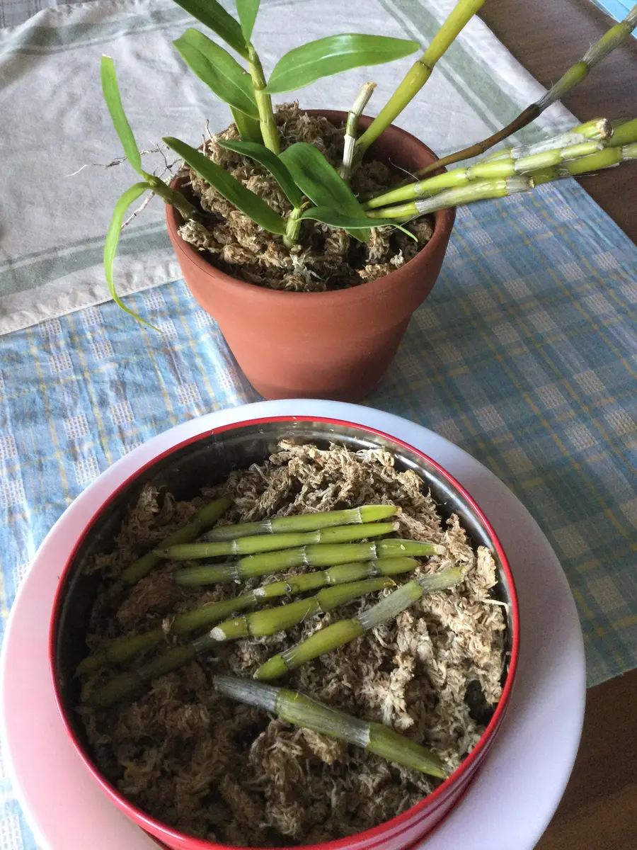 デンドロビウムを再生させたい。｜そだレポ（栽培レポート）byはーと