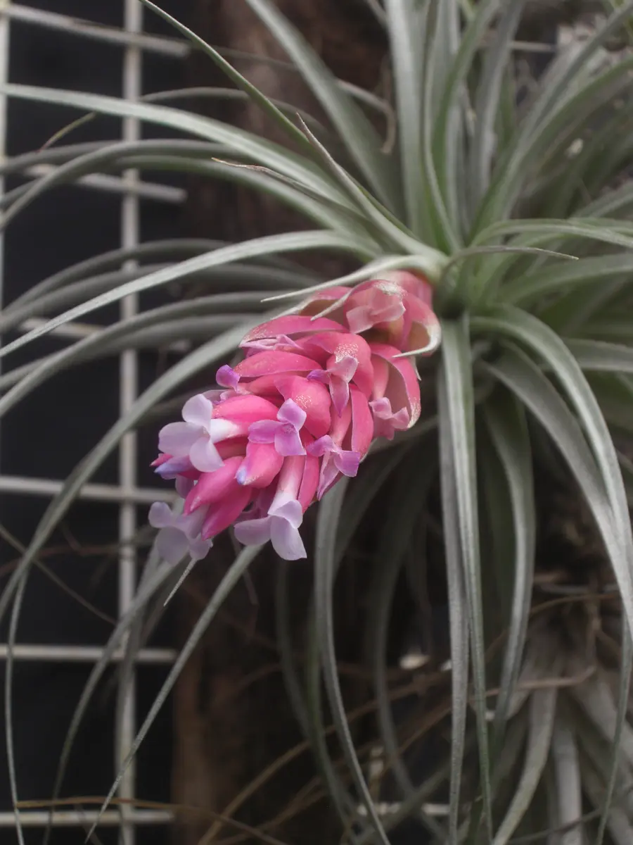 即購入禁止‼️チランジア   コットンキャンディー　花芽終わり 花芽付き♪ Tillandsia チランジア コットンキャンディパープル