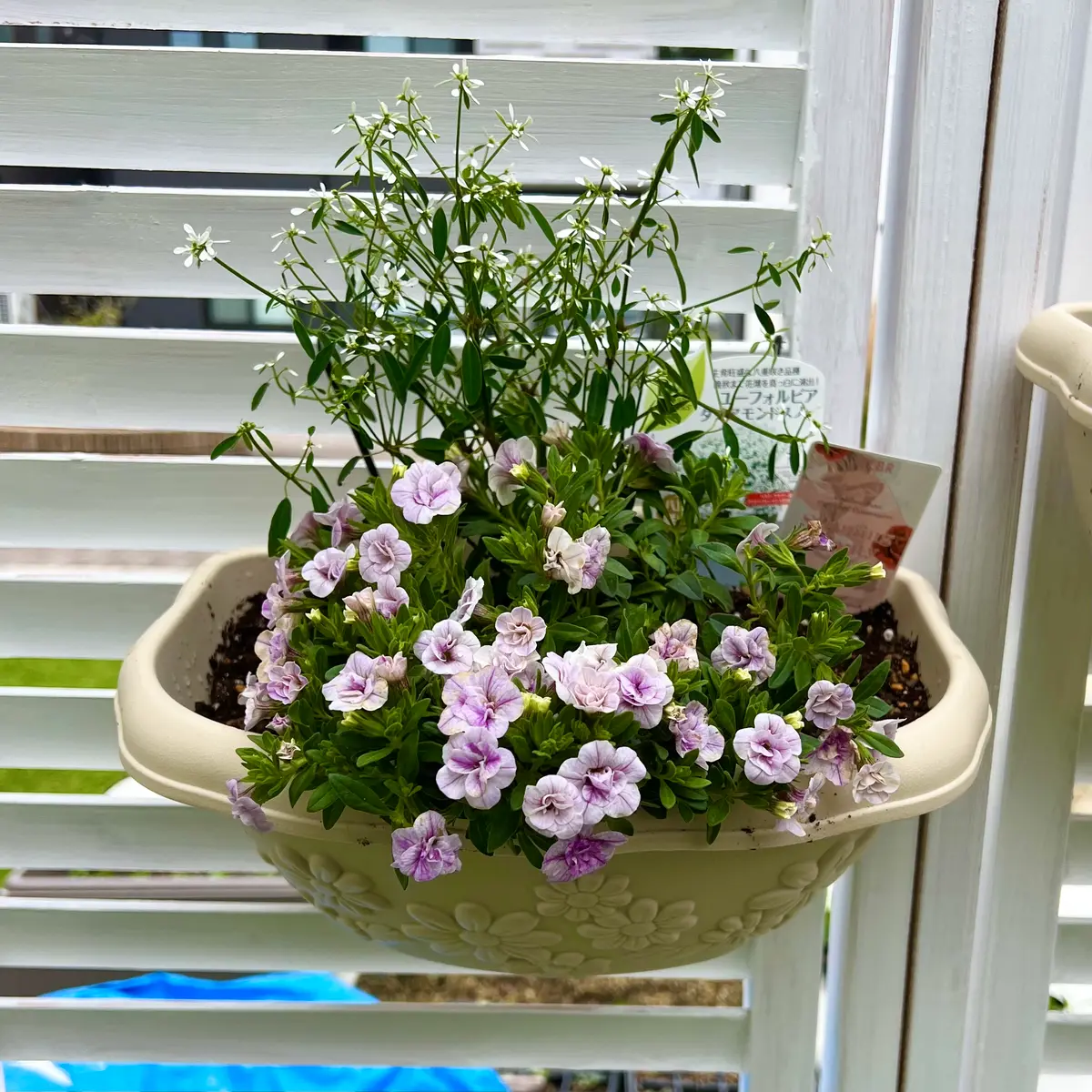 多肉植物 - スリーピングビューティー Yahoo!オークション 花サボテン