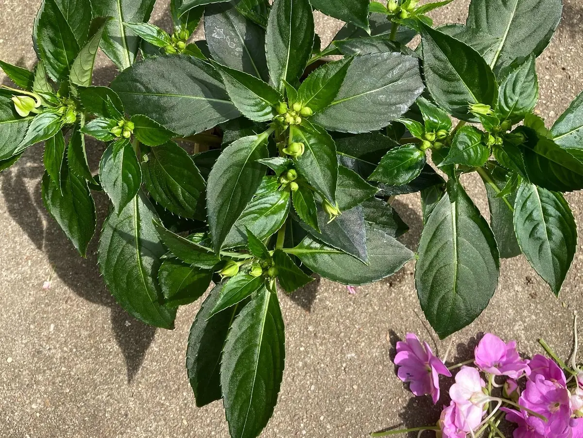 はじめてのサンパチェンス｜そだレポ（栽培レポート）byやまもも181