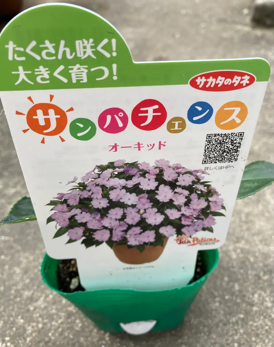 はじめてのサンパチェンス｜そだレポ（栽培レポート）byやまもも181