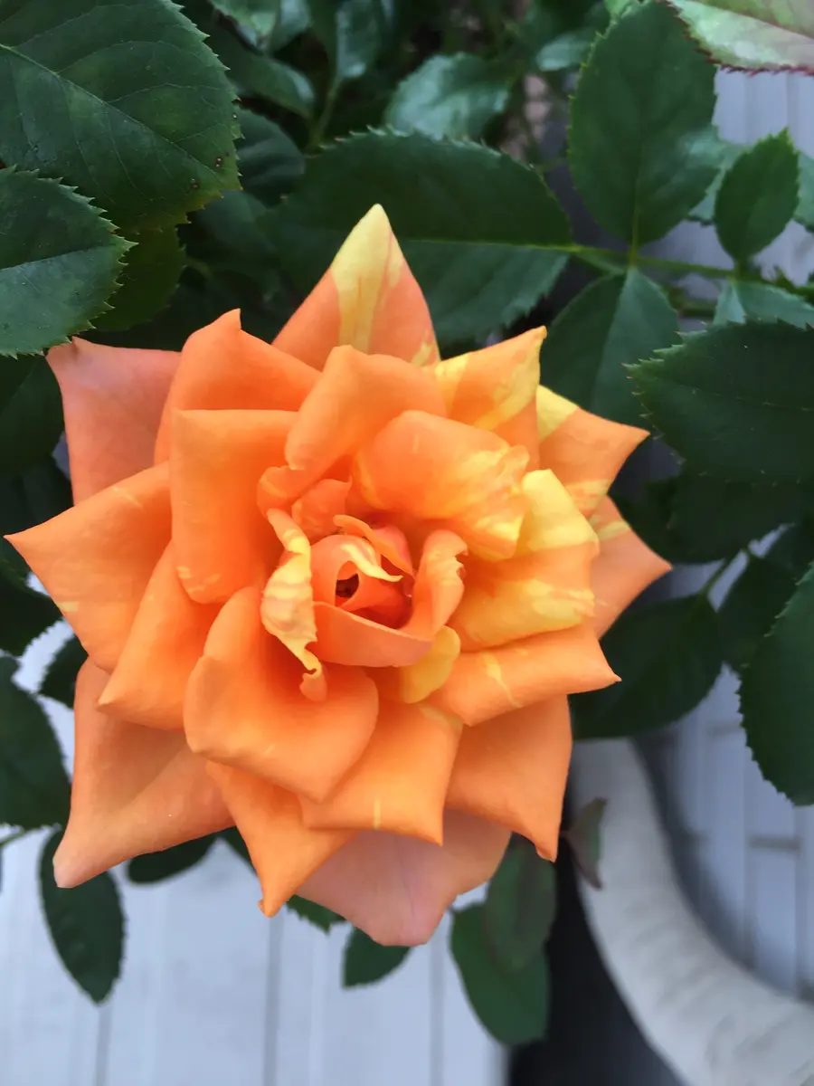 ミニ薔薇コルダーナを健康に生まれ変わらせたい✨｜そだレポ（栽培