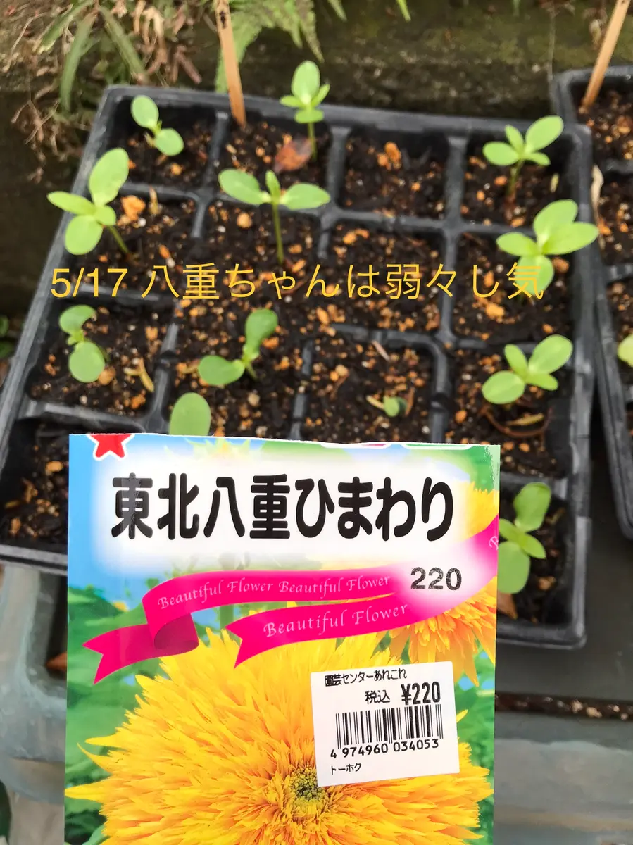 22夏 東北八重ひまわりのアーチ｜そだレポ（栽培レポート）byのぶかな